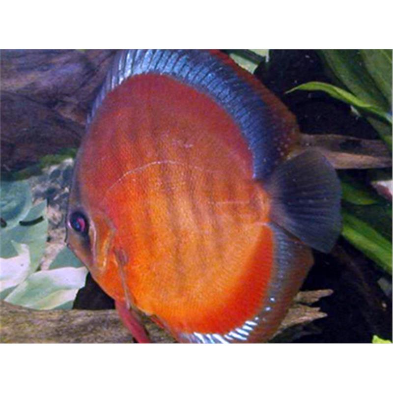 Symphysodon san merah - imagine 4